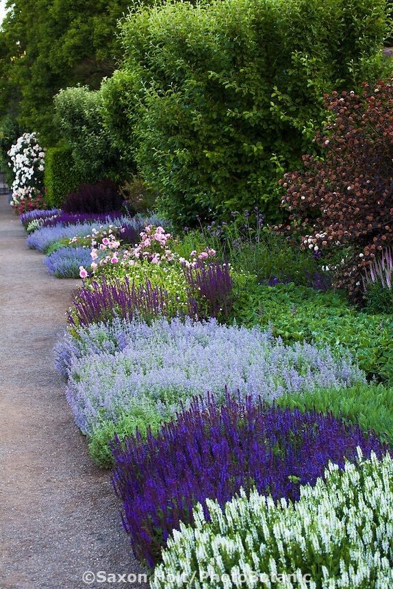 Perennial border with low flowering sages, Salvia nemerosa and Catmint