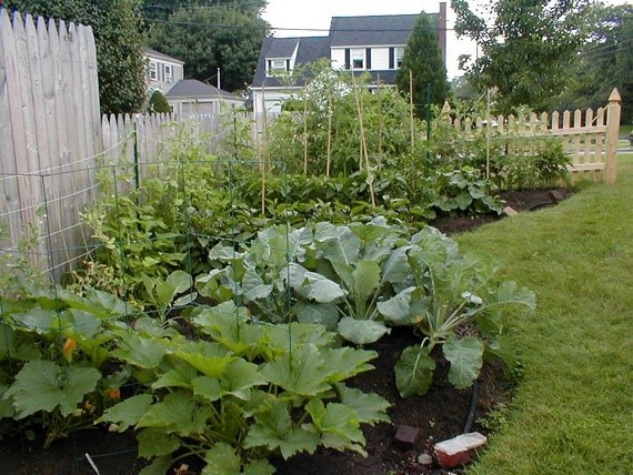 front yard vegetable garden