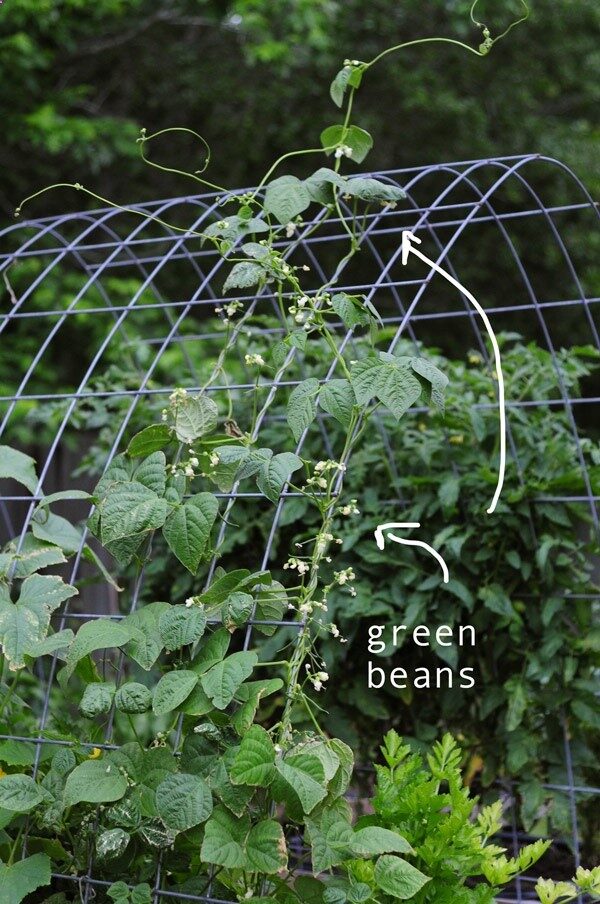 green beans growing in my garden. how to garden and grow green beans on link. they love to climb!