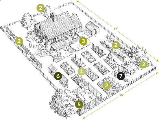 Start Your Own Backyard Homestead