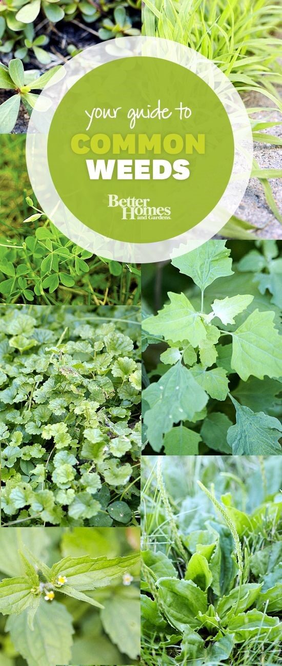 handy guide to help identify and control weeds