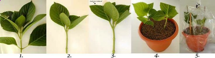 Rooting hydrangea cuttings