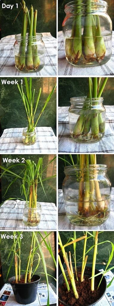 Grow your own lemongrass!