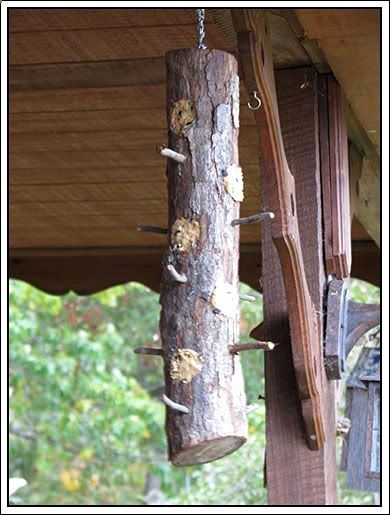 How to Make a Rustic Suet Feeder. Suet attracts Woodpeckers, Nuthatches and Chickadees which will also happily eat any beetles trying to infest your trees!