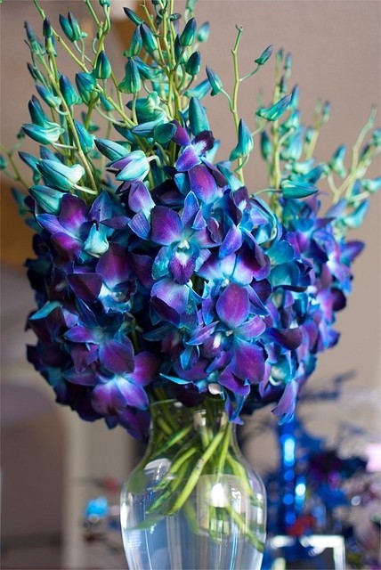 Blue Dendrobium Orchids