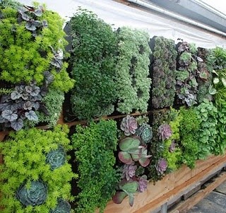Vertical Succulent Garden – this might take care of the ugly brown wall behind the pool – give it some nice lush green to soften the whole yard!