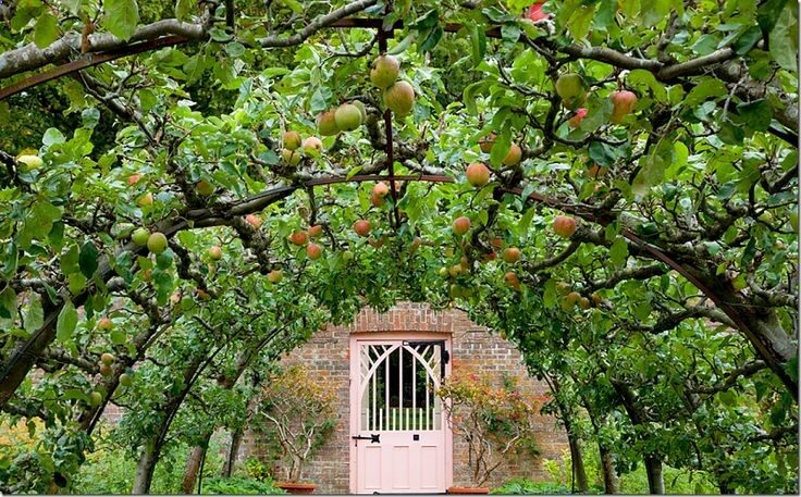 Highgrove House. Past the Meadow Garden is the Walled Garden where vegetables and fruits are grown, organically, of course. Many of these apples are quite rare and some were near extinction. The brick wall warms in the sun and provides needed heat for the pears and apples that climb on it.