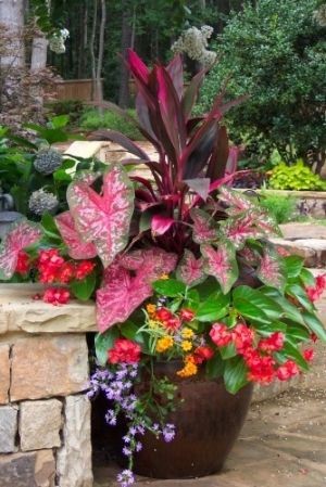 Great shady potted plant idea! by Staci2