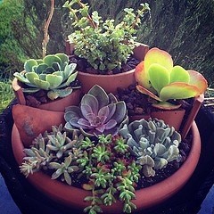 Tiered succulent container garden. I already have most of these in various places, and I think having them in one space will look great!