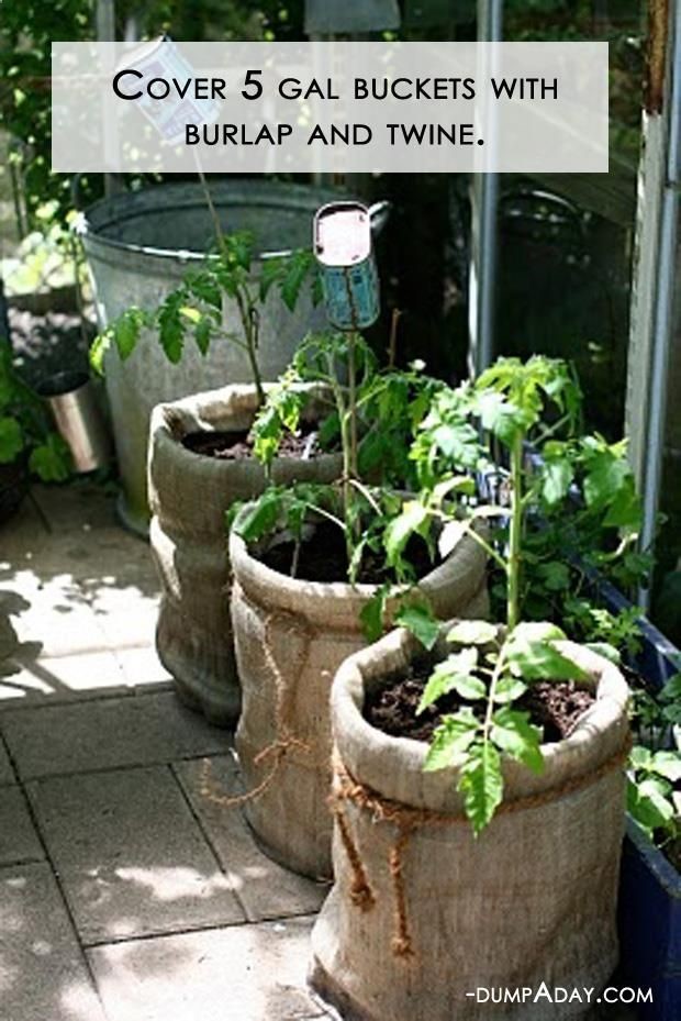 Rather than replant the tomatoes I buy in 5 gal tubs, this year Im going to cover them with burlap and avoid the transplant shock.