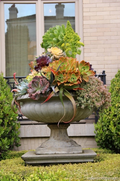 Succulents in an urn by Living Green. San Francisco Decorator Showcase.