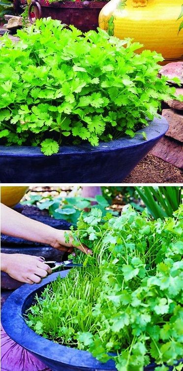 Continuous cilantro growing method, worth pinning even if a second time!