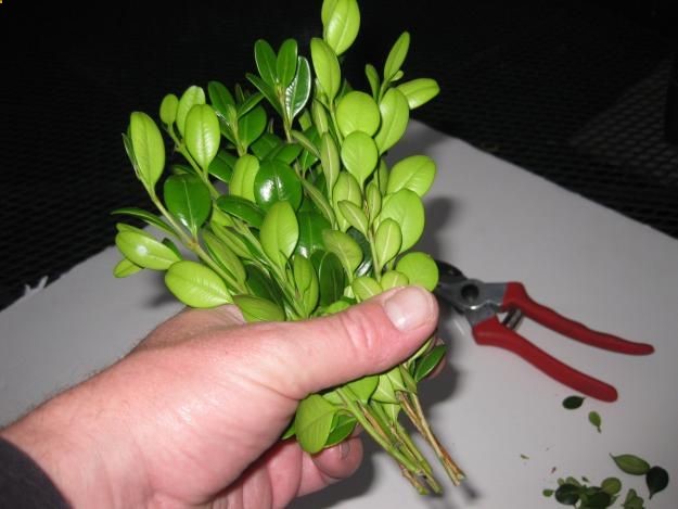 Boxwood is very easy to propagate. In the spring, take stem cuttings, 6 inches in length, and remove the lower inch of leaves. For best effect, group five to seven stems together, as pictured, to resemble an entire plant. Plunge this group into soil that has been amended with copious quantities of peat moss or leaf mold. Pack the soil firmly around the stems. Keep the cuttings moist, and you will have new, rooted plants in about six weeks.