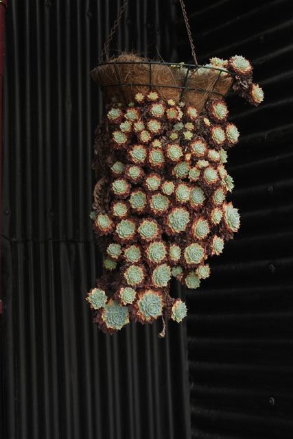 succulents.