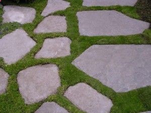 Irish Moss ground cover.