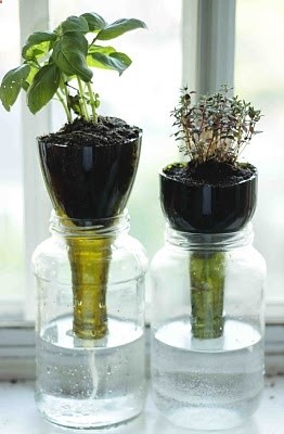 self-watering planters from wine bottles