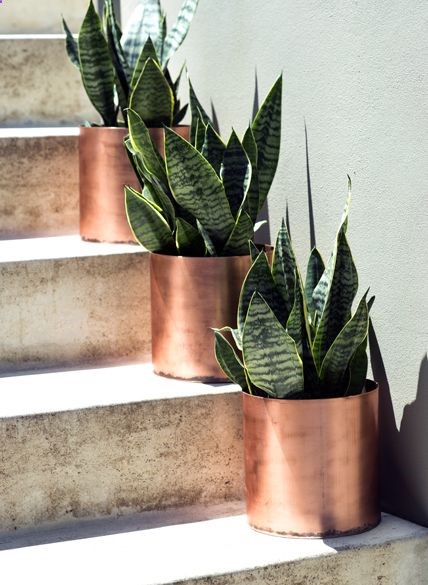 Sansevieria Snake Grass copper pots #designeveryday
