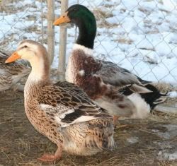 . These guys are Silver Appleyard Ducks. We are adding these to the menagerie also.