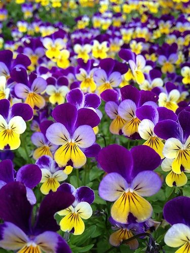 Violas…one of the happiest, sweetest flowers…a little cousin of the pansy. Good for containers.