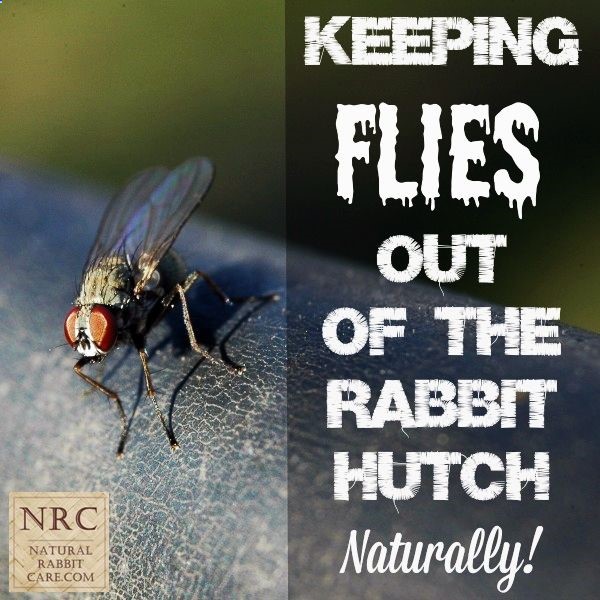 Keeping Flies Out of the Rabbit Hutch Naturally -Natural Rabbit Care