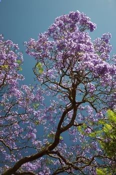 The Jacaranda tree, especially the blue Jacaranda, is one of the most popular trees that people love to grow, because the delicate fern like leaves and the purple flowers makes them look like trees straight out of a fairytale. Grow to 20-40 feet tall, and 15-30 feet wide.