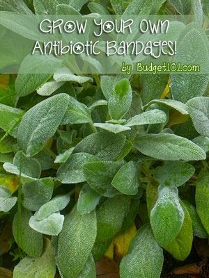 Grown your own Antibacterial Bandages! Its no secret that our family adores growing various herbs for seasoning, but we also love them for their medicinal qualities as well, heres how to myo antibacterial bandaids! (click on photo for more)