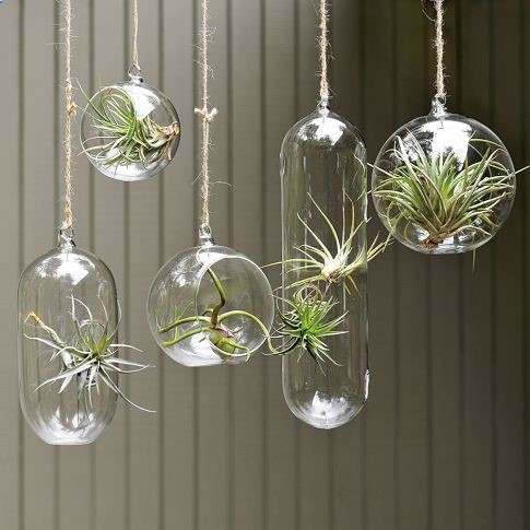 great twist on indoor hanging plants