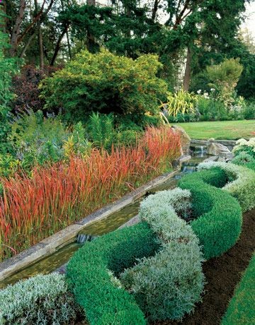 knot garden of germander  santolina. Santolina -Evergreen with small button like flowers, comes is emerald and sage green, drought tolerant, repeals misquotes and is commonly used in fire brake plantings.
