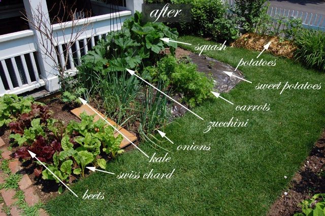Front Yard Vegetable Garden!One Month Update | The Art of Doing Stuff