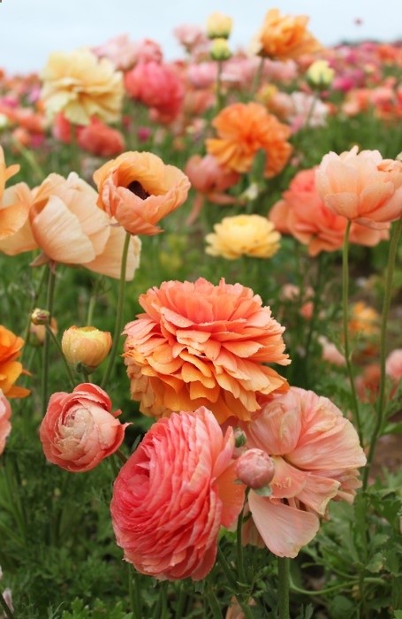 gorgeous ranunculus.