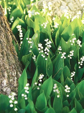 Lilly of the Valley Zone 2-7