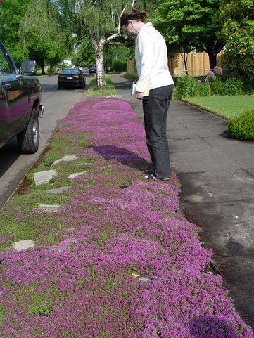 Red Creeping Thyme. Grows 3 inches tall max – no mowing . Lemony scent. Gorgeous with lavender. Perennial. Repels mosquitoes. Can grow as entire lawn.