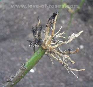 How to Grow Roses From Stem Cuttings