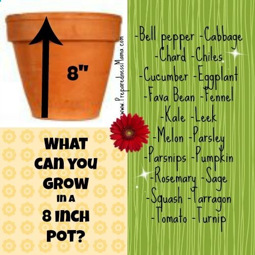 Planting Depth Revealed  You can Successfully Grow Herbs and Vegetables in a 8 Pot