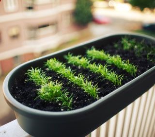 6 Strategies for Urban Vegetable Gardening – lists different types or garden methods