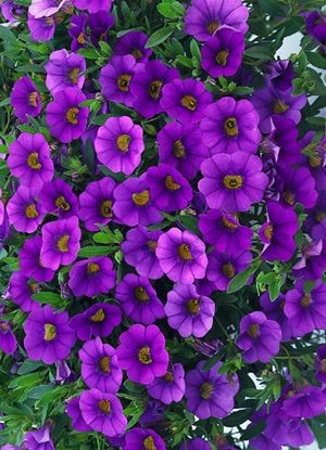 Million-Bells…(Calibrachoa)….beautiful!!