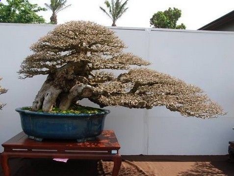 Bonsai
