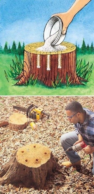 How to remove tree stumps – Tree Stump Removal – Get rid of tree stumps by drilling holes in the stump and filling them with 100% Epsom salt. Follow with water, and wait. Live stumps may take as long as a month to decay, and start to decompose all by themselves.