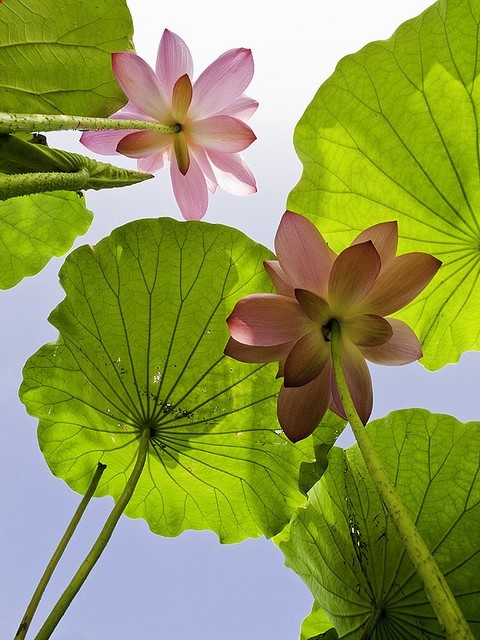 Lotus