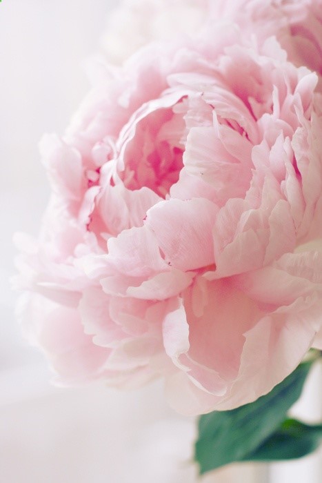 Pink peony