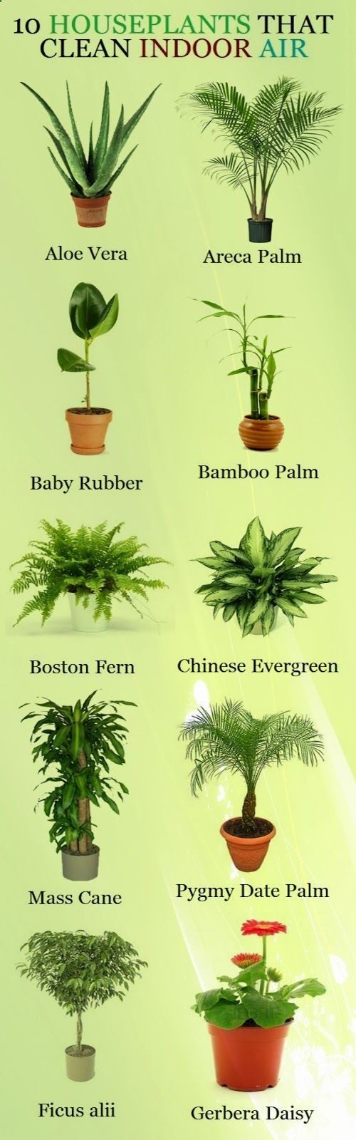 Garden and Farms: 10 Houseplants That Clean Indoor Air