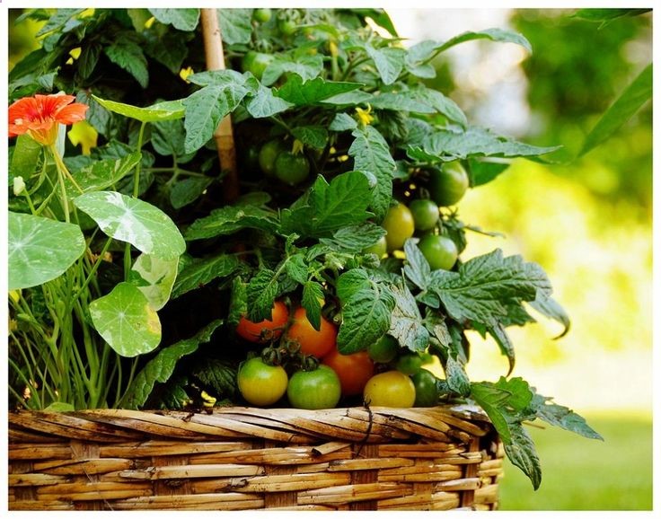 10 Awesome Tomato  Pepper Companion Plant Combos!