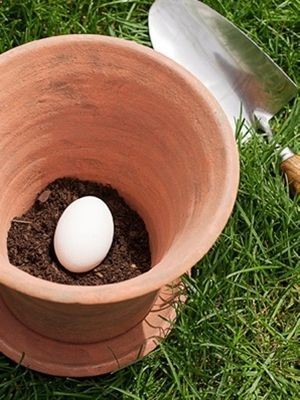 Place one uncracked raw egg in the pot  as it decomposes, it will serve as a natural fertilizer via Redbook  Interesting, have you ever tried this?