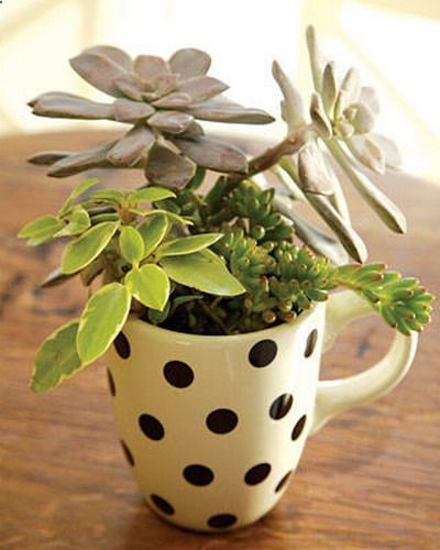 35 succulent indoor and outdoor garden ideas!