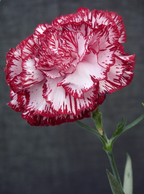 ~~carnation by 1denela~~  When separated from the base of the flower (which is bitter), Carnation petals can be brewed to make an excellent tea to reduce anxiety, agitation, stress and fatigue. Moreover, it also has a healing effect on the skin and can bring down swelling.