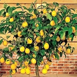 How To Grow A Dwarf Lemon Tree Indoors