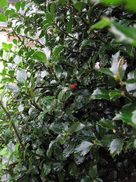 Holly Bushes for winter garden. Can also be a dramatic hedge. I like it best in a small private corner of the garden near a doorway.