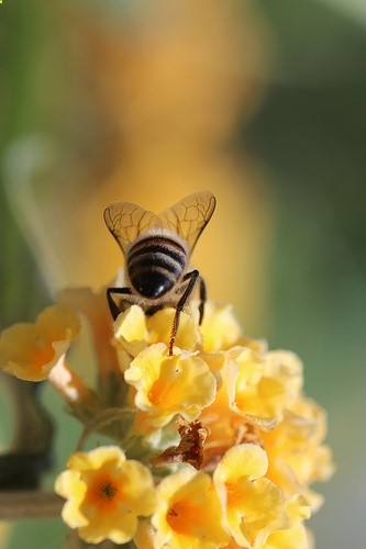 Bee
