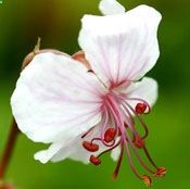 True Geraniums will grow well in partial shade to full sun. Also called Cranesbill or Hardy Geraniums, they look wonderful when allowed to creep over a rock wall or down a hard-to-mow hill. These flexible perennials require very little care and some varieties are drought tolerant.