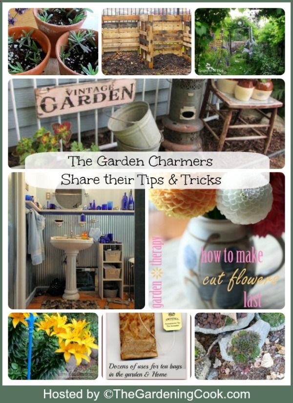 Tips and tricks for great gardens and more
